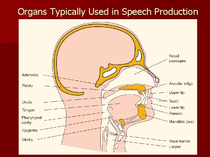 Organs Typically Used in Speech Production 6 