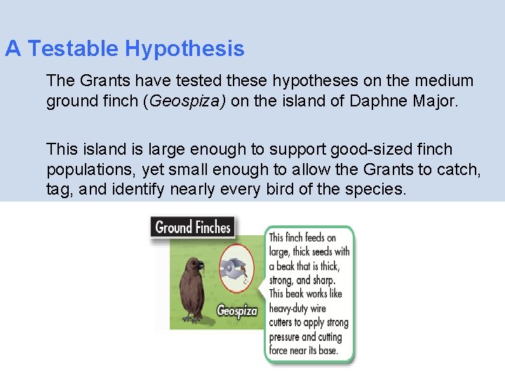 A Testable Hypothesis The Grants have tested these hypotheses on the medium ground finch