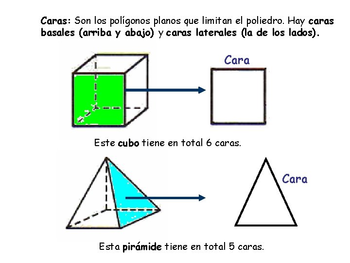 Caras: Son los polígonos planos que limitan el poliedro. Hay caras basales (arriba y