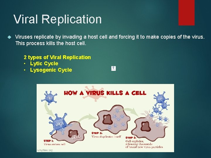 Viral Replication Viruses replicate by invading a host cell and forcing it to make