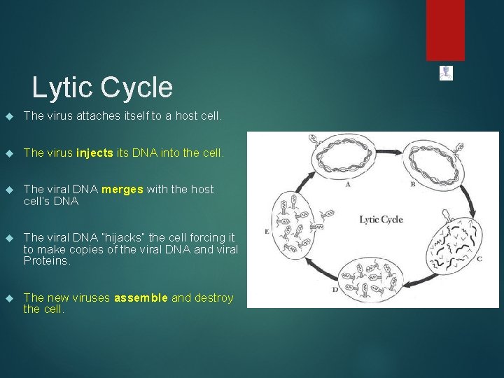 Lytic Cycle The virus attaches itself to a host cell. The virus injects its