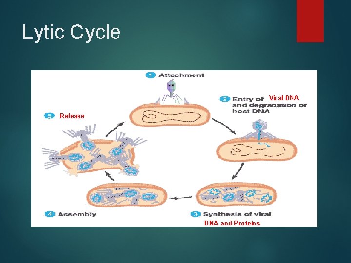 Lytic Cycle Viral DNA Release DNA and Proteins 