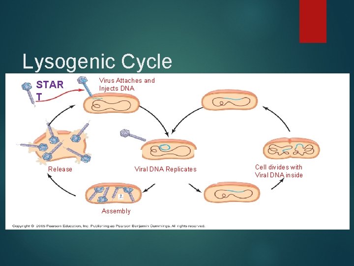 Lysogenic Cycle STAR T Virus Attaches and Injects DNA Release Viral DNA Replicates Assembly