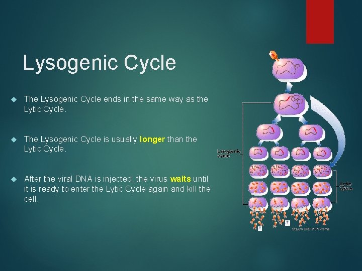 Lysogenic Cycle The Lysogenic Cycle ends in the same way as the Lytic Cycle.