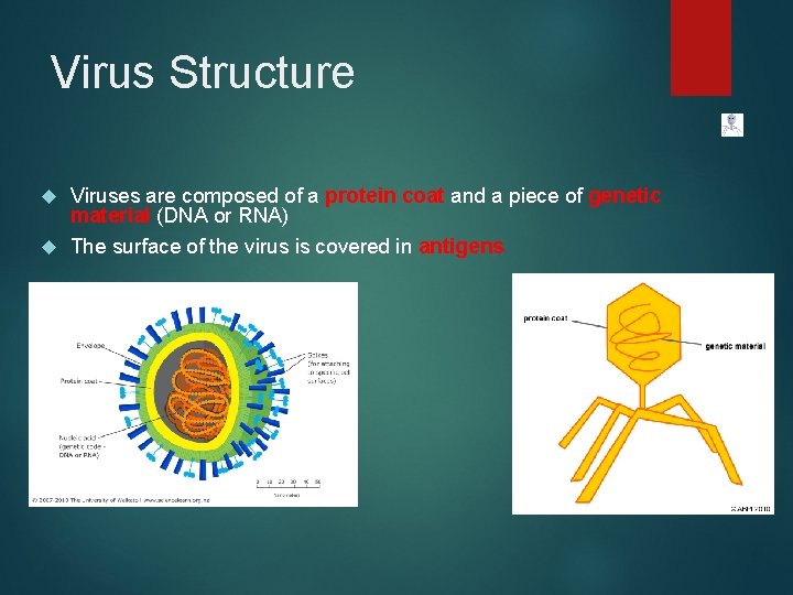 Virus Structure Viruses are composed of a protein coat and a piece of genetic
