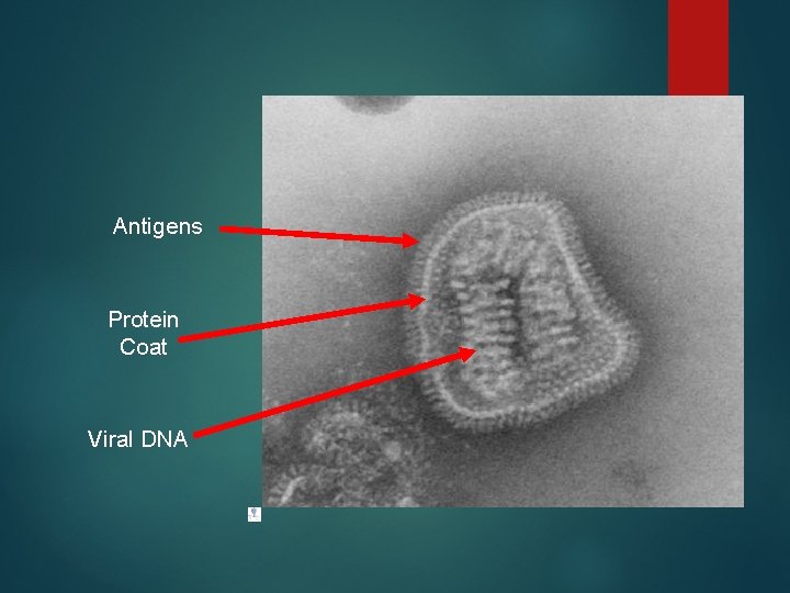 Antigens Protein Coat Viral DNA 