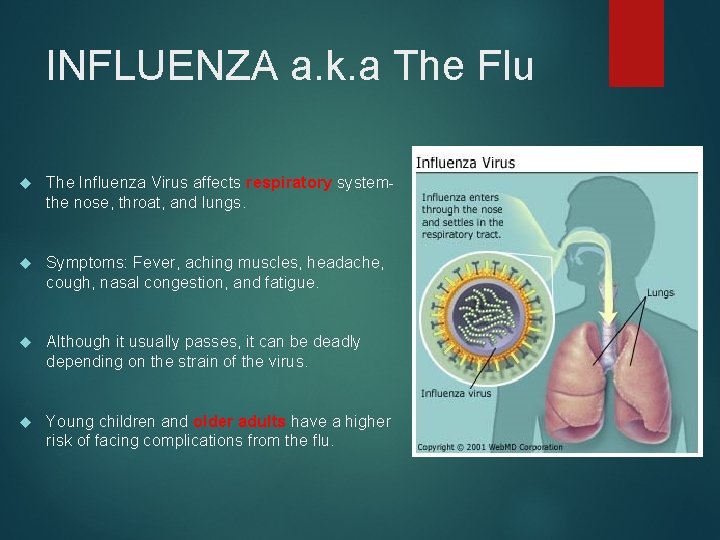 INFLUENZA a. k. a The Flu The Influenza Virus affects respiratory systemthe nose, throat,