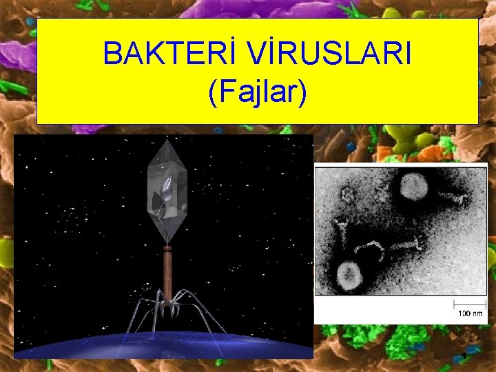 BAKTERİ VİRUSLARI (Fajlar) 1 