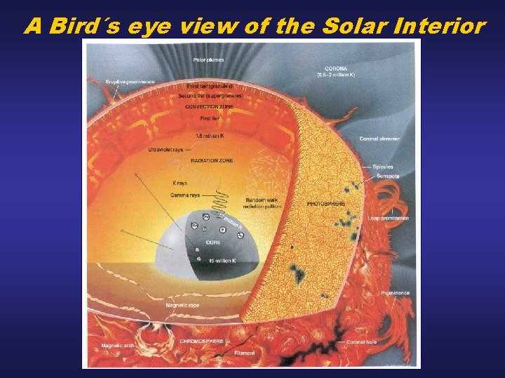 A Bird´s eye view of the Solar Interior 