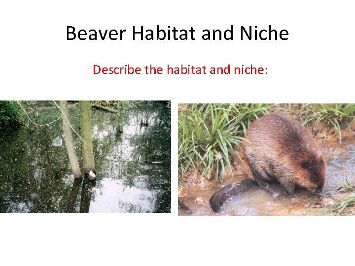 Beaver Habitat and Niche Describe the habitat and niche: 