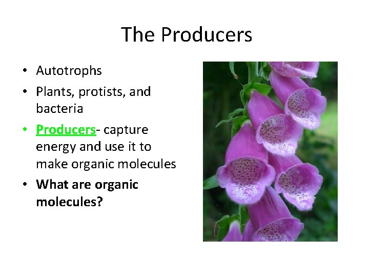 The Producers • Autotrophs • Plants, protists, and bacteria • Producers- capture energy and