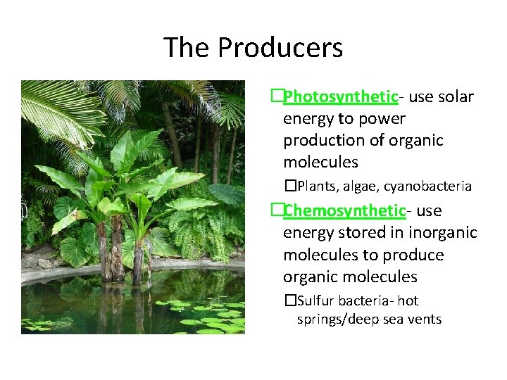 The Producers �Photosynthetic- use solar energy to power production of organic molecules �Plants, algae,