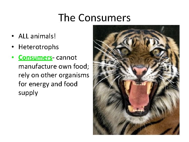 The Consumers • ALL animals! • Heterotrophs • Consumers- cannot manufacture own food; rely