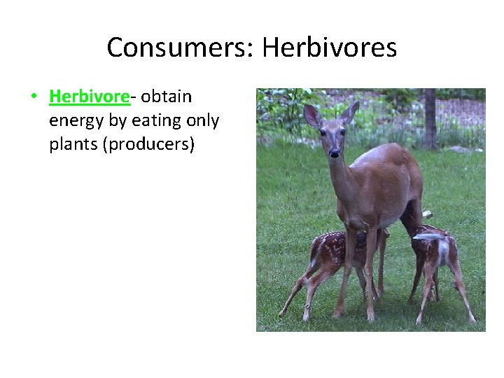 Consumers: Herbivores • Herbivore- obtain energy by eating only plants (producers) 