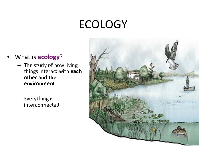 ECOLOGY • What is ecology? – The study of how living things interact with