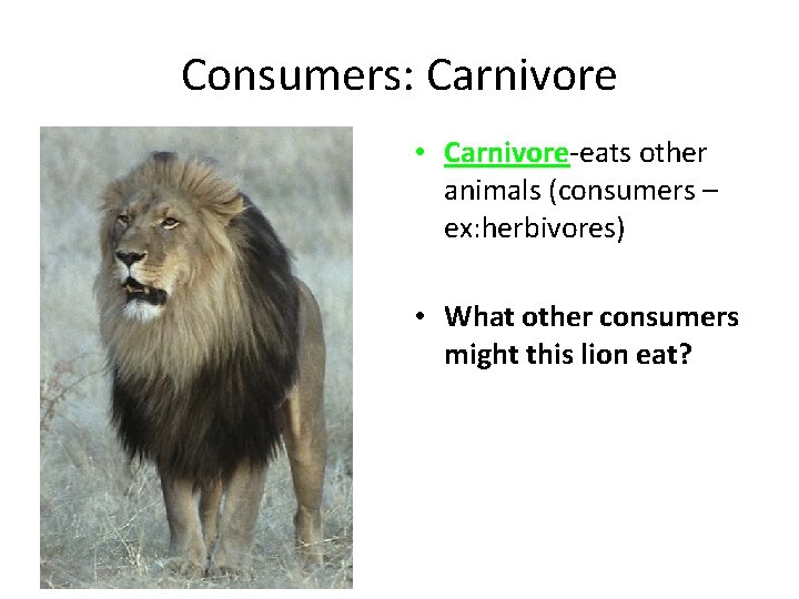 Consumers: Carnivore • Carnivore-eats other animals (consumers – ex: herbivores) • What other consumers