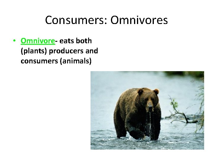 Consumers: Omnivores • Omnivore- eats both (plants) producers and consumers (animals) 