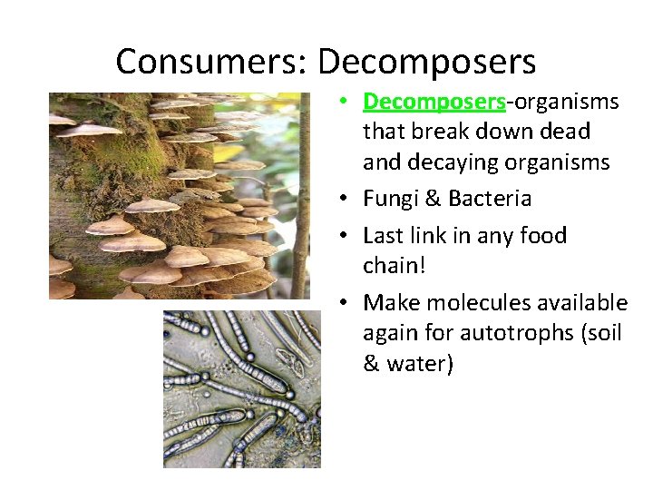 Consumers: Decomposers • Decomposers-organisms that break down dead and decaying organisms • Fungi &