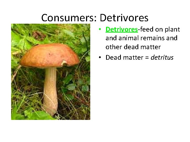 Consumers: Detrivores • Detrivores-feed on plant and animal remains and other dead matter •