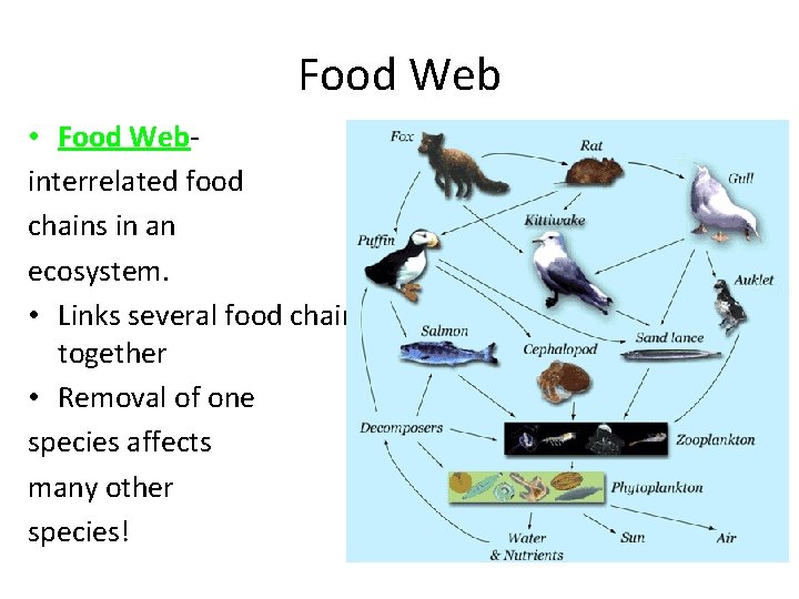 Food Web • Food Webinterrelated food chains in an ecosystem. • Links several food
