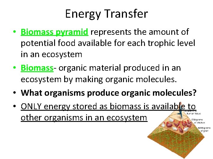 Energy Transfer • Biomass pyramid represents the amount of potential food available for each