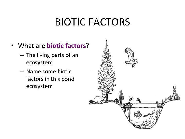 BIOTIC FACTORS • What are biotic factors? – The living parts of an ecosystem