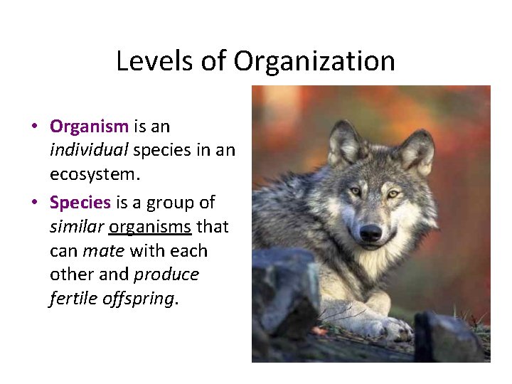 Levels of Organization • Organism is an individual species in an ecosystem. • Species