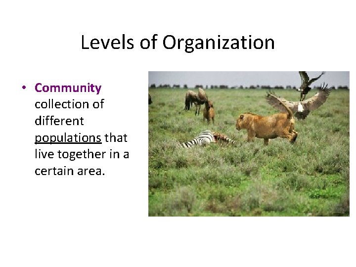 Levels of Organization • Community collection of different populations that live together in a
