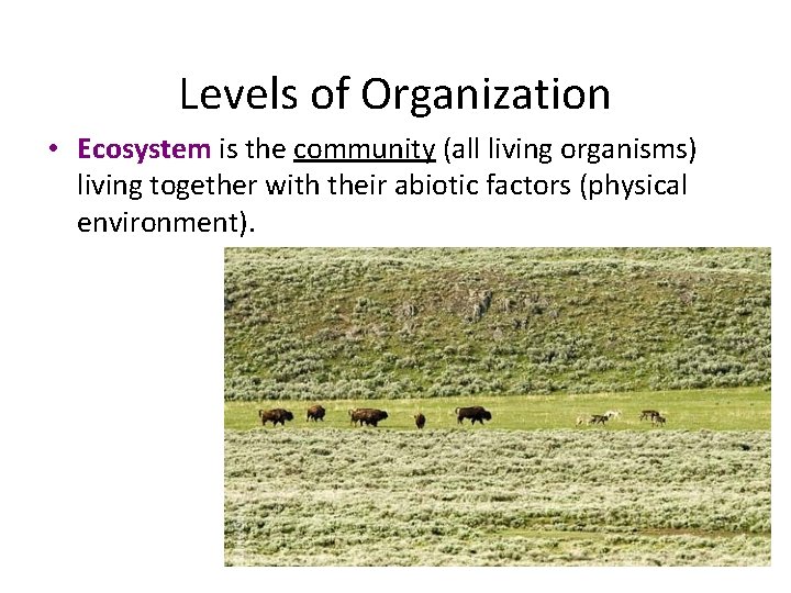 Levels of Organization • Ecosystem is the community (all living organisms) living together with