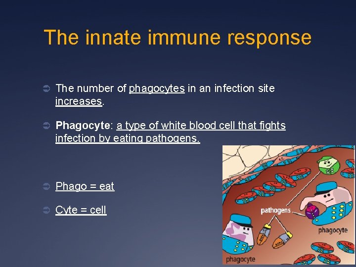 The innate immune response Ü The number of phagocytes in an infection site increases.