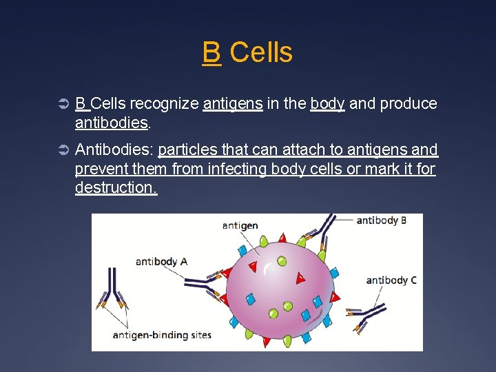 B Cells Ü B Cells recognize antigens in the body and produce antibodies. Ü