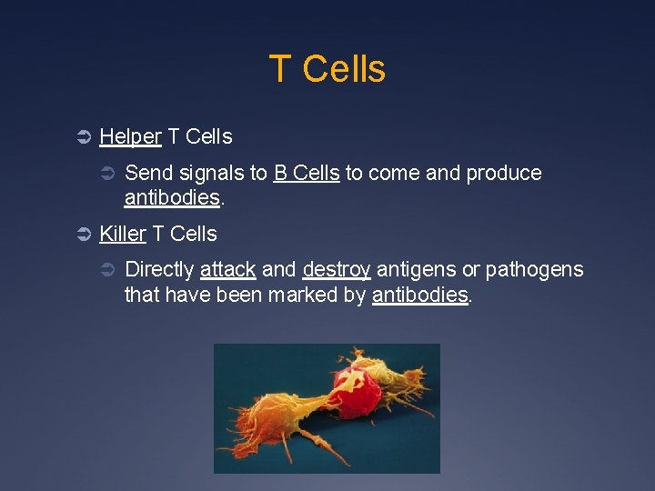 T Cells Ü Helper T Cells Ü Send signals to B Cells to come