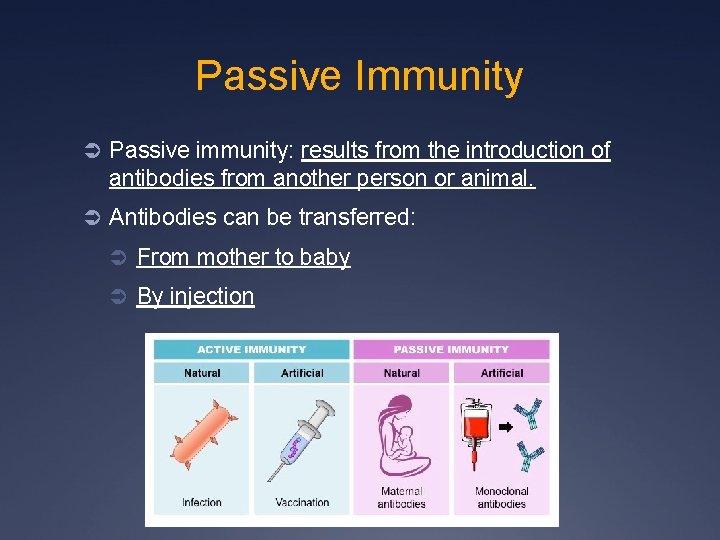 Passive Immunity Ü Passive immunity: results from the introduction of antibodies from another person