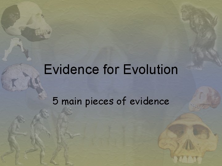 Evidence for Evolution 5 main pieces of evidence 