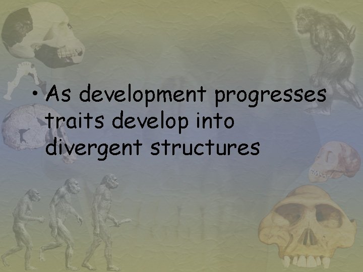  • As development progresses traits develop into divergent structures 