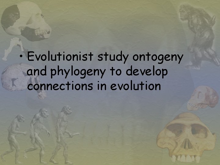  • Evolutionist study ontogeny and phylogeny to develop connections in evolution 