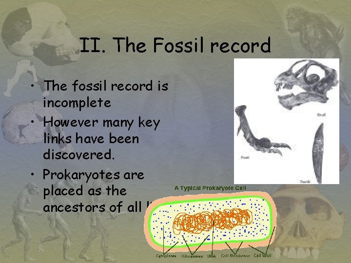 II. The Fossil record • The fossil record is incomplete • However many key