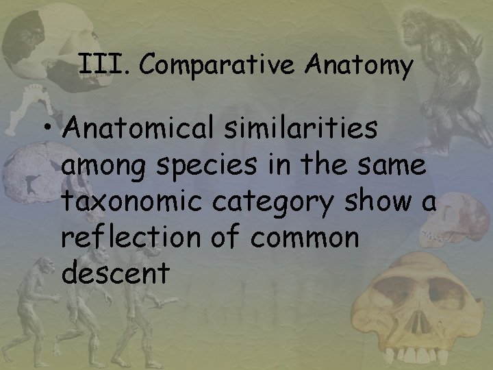 III. Comparative Anatomy • Anatomical similarities among species in the same taxonomic category show