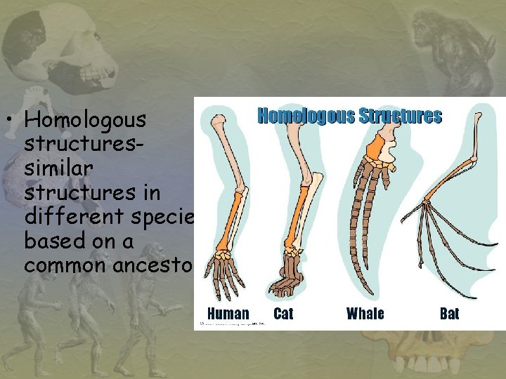  • Homologous structuressimilar structures in different species based on a common ancestor 