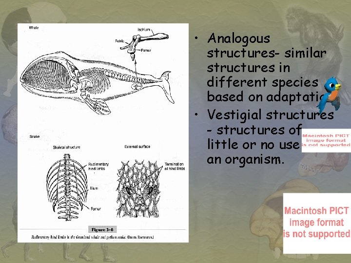  • Analogous structures- similar structures in different species based on adaptation • Vestigial