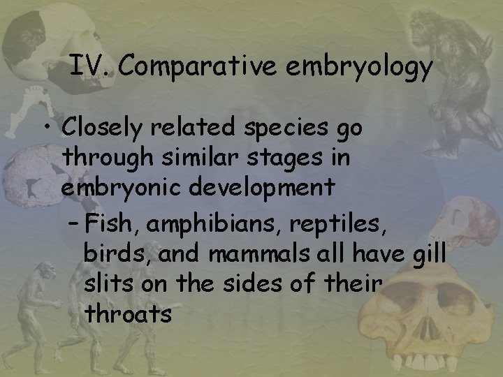 IV. Comparative embryology • Closely related species go through similar stages in embryonic development