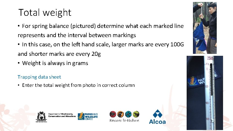 Total weight • For spring balance (pictured) determine what each marked line represents and