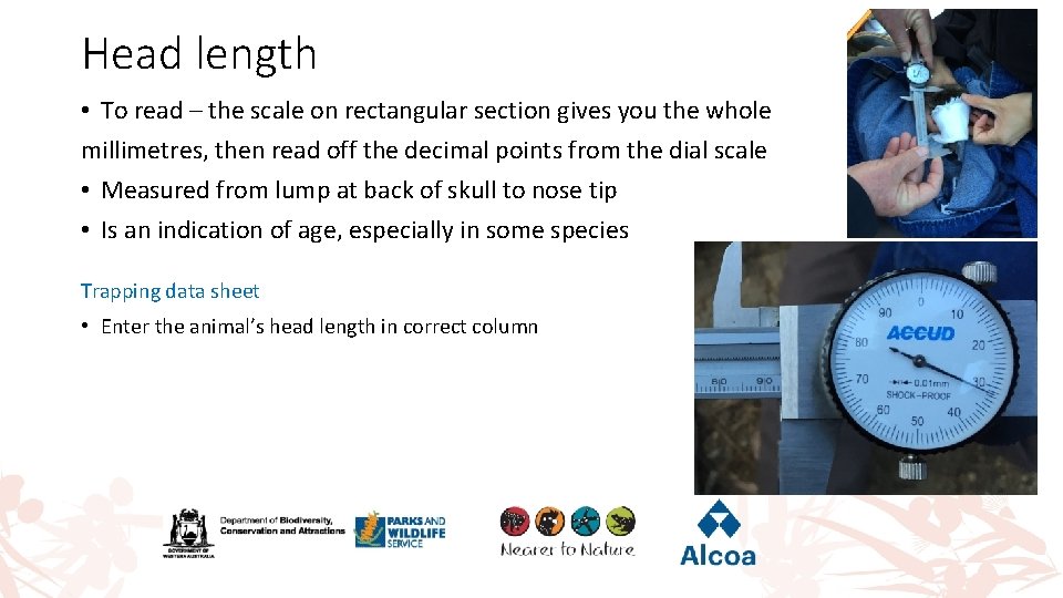 Head length • To read – the scale on rectangular section gives you the