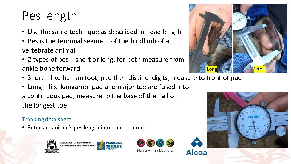 Pes length • Use the same technique as described in head length • Pes