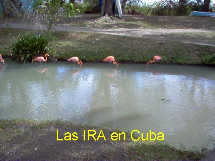 Las IRA en Cuba 
