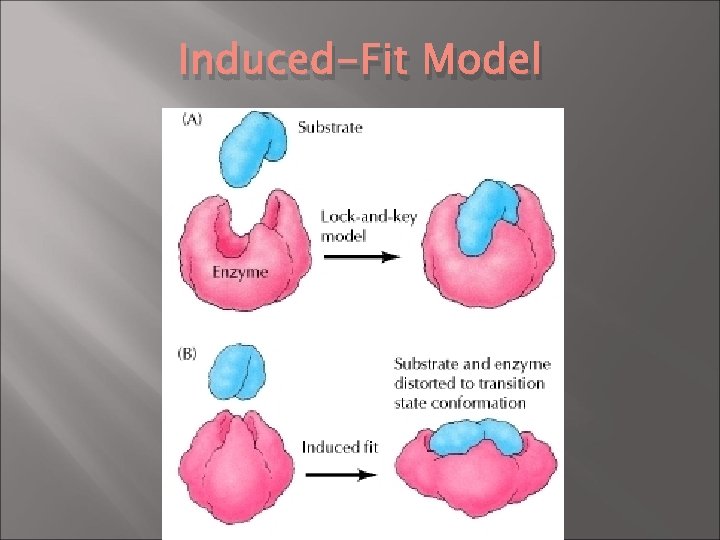 Induced-Fit Model 