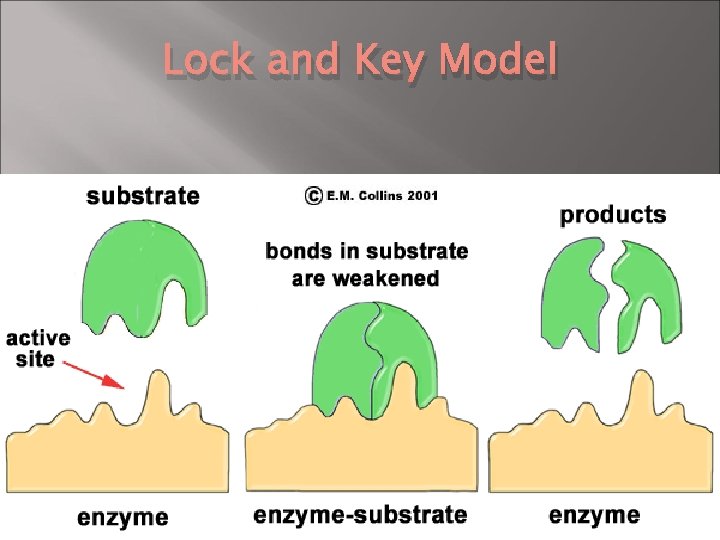 Lock and Key Model 