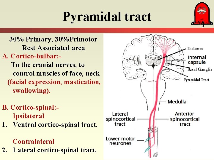 Physiology L 1 Control of Movement Objectives Describe