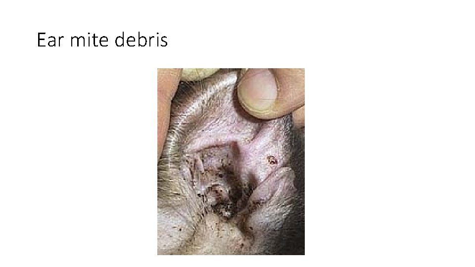 Ear mite debris 