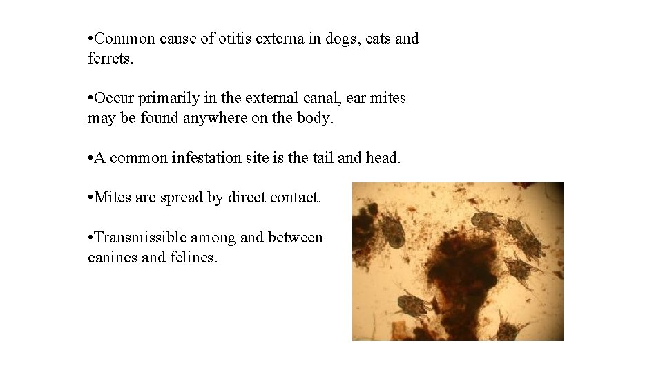  • Common cause of otitis externa in dogs, cats and ferrets. • Occur